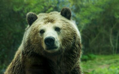 Carnaval des ours…en lecture !